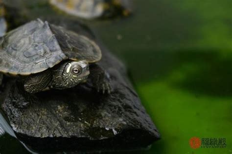 處女座心機 家裡可以養幾隻烏龜